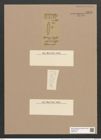 Glyphodesmis marginata Grove et Sturt. (de-Toni-Nr.: Genus 81, Species 2895) Zeichnungen Sammlung Grunow Nr. 5871 (NHMW-BOT-W0374314)